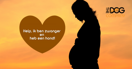 Help, ik ben zwanger en heb een hond! 11 zwanger hond header