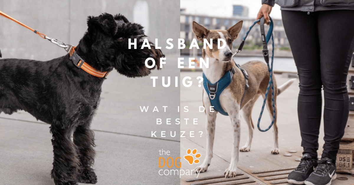 Halsband of tuig wat is de beste keuze?
