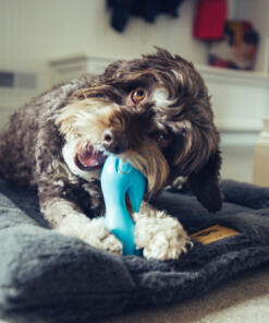 Qwizl Snackhouder 28 Qwizl