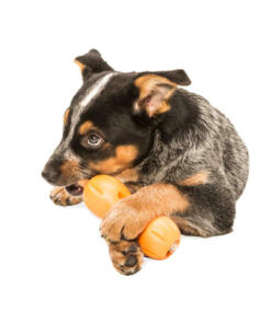 Qwizl Snackhouder 41 Qwizl