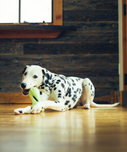 Qwizl Snackhouder 30 Qwizl