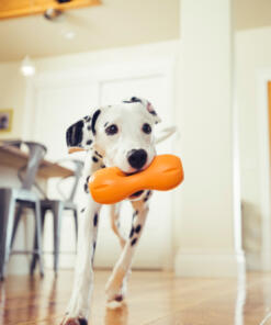 Qwizl Snackhouder 39 Qwizl