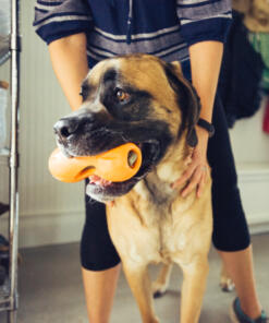 Qwizl Snackhouder 40 Qwizl