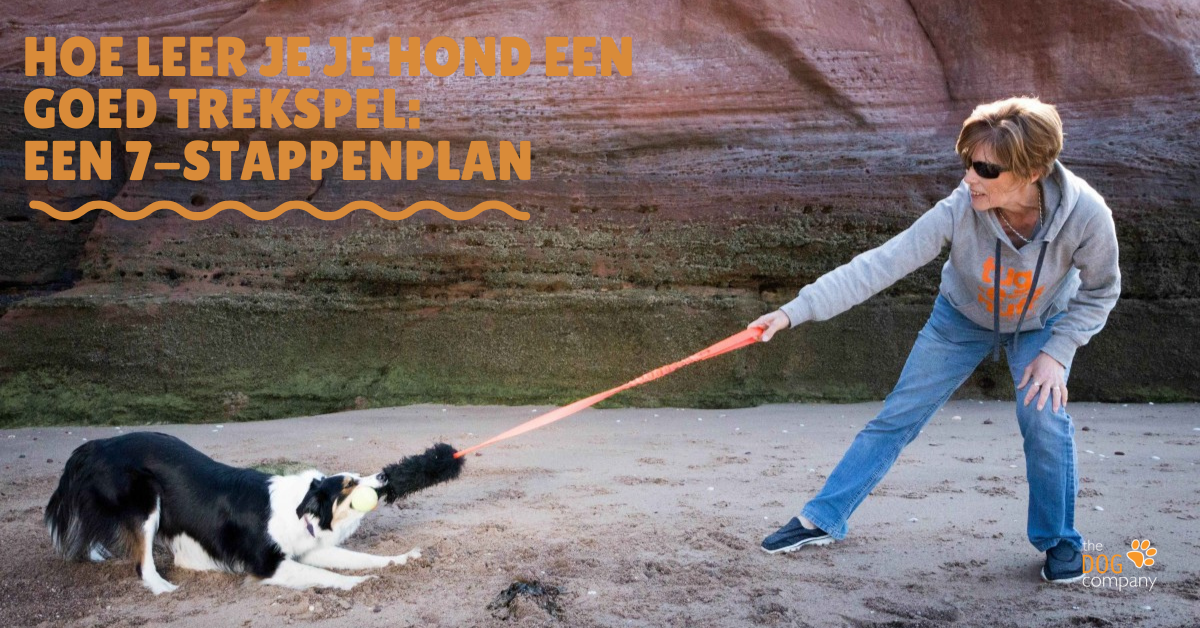 Hoe leer je je hond een goed trekspel een 7-stappenplan