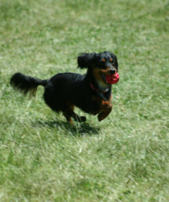 Hol ee Roller gatenbal JW 27 Hol ee roller