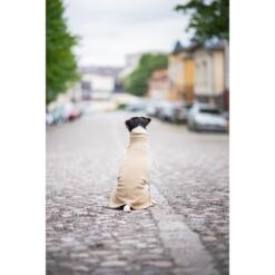 Kleine hond draagt Pomppa JumppaPomppa in kleur Sand, rugaanzicht zittend op keienstraatje in stad