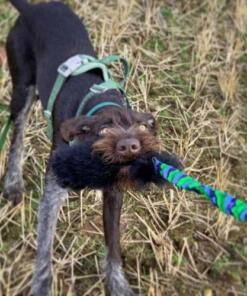 Wondabaa Bungee 13 Wondabaa Bungee - Tug-Ee-Nuff - WondaBaa Bungee