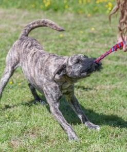 Wondabaa Bungee 12 Wondabaa Bungee - Tug-Ee-Nuff - WondaBaa Bungee