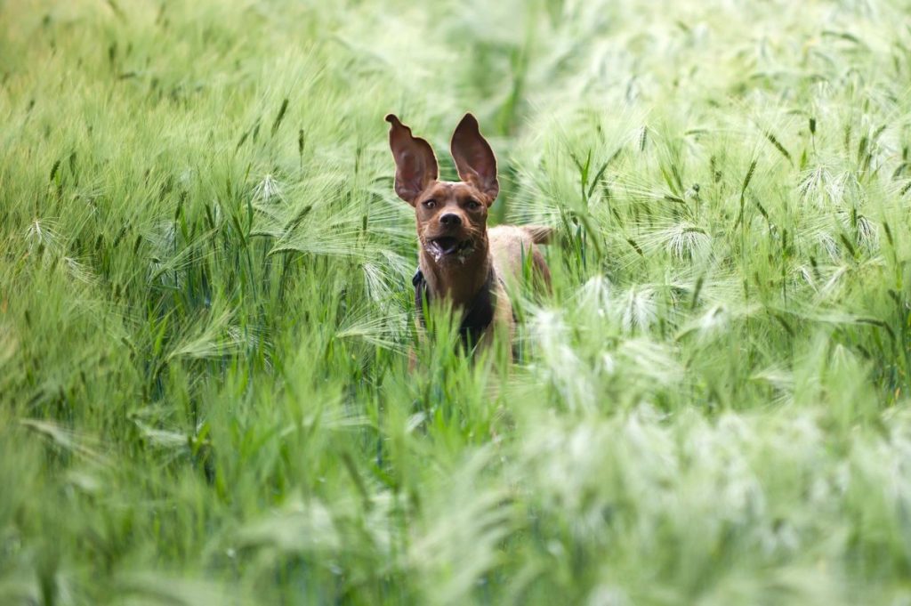 Hierkomen recall hond