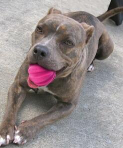 Meteorite bal 13 Halley-Halle Bopp - Bal