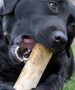 Koffieboomwortel Ruffwood 14 Koffieboomwortel