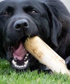 Koffieboomwortel Ruffwood 15 Koffieboomwortel