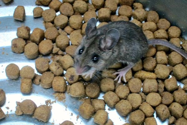 Muis op hondenvoer