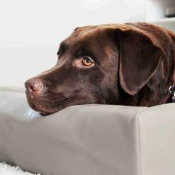 BiaBed Original - fotos met omgeving