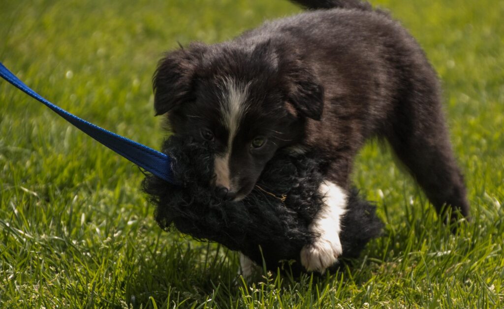 Puppycursus leren spelen