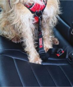 Autogordel Kong 10 Autogordel