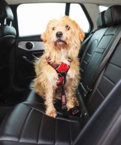 Autogordel Kong 11 Autogordel