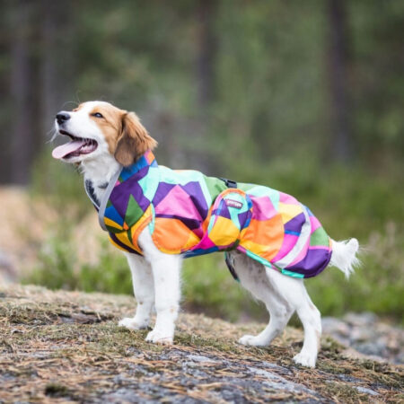 KevytPomppa - Kymppi - Pomppa - Midseizoen jas - Kooikerhondje2