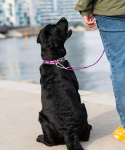 Urban Style Halsband 3.0 28 Urban Style Halsband 3.0