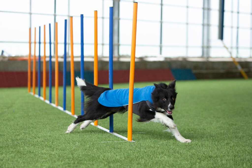 JumppaPomppa agility