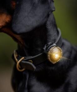 Orbiloc Dog Dual - LED lamp 73 Orbiloc Dog Dual Gold