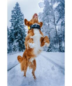 Orbiloc Dog Dual - LED lamp 72 Orbiloc Dog Dual - LED lamp