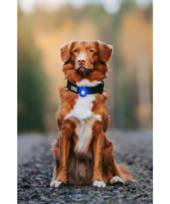 Orbiloc Dog Dual - LED lamp 65 Orbiloc Dog Dual - LED lamp