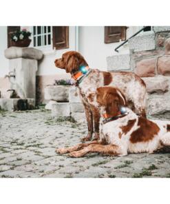 Orbiloc Dog Dual - LED lamp 66 Orbiloc Dog Dual - LED lamp