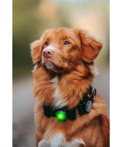 Orbiloc Dog Dual - LED lamp 39 Orbiloc Dog Dual - LED lamp