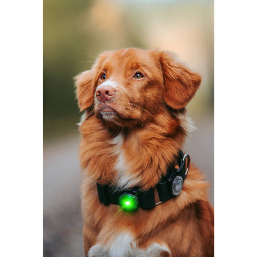 Orbiloc Dog Dual - LED lamp