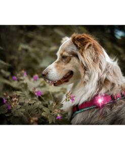 Orbiloc Dog Dual - LED lamp 67 Orbiloc Dog Dual - LED lamp