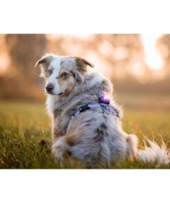 Orbiloc Dog Dual - LED lamp 68 Orbiloc Dog Dual - LED lamp