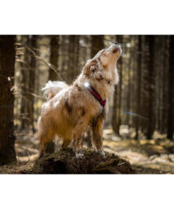 Orbiloc Dog Dual - LED lamp 71 Orbiloc Dog Dual - LED lamp