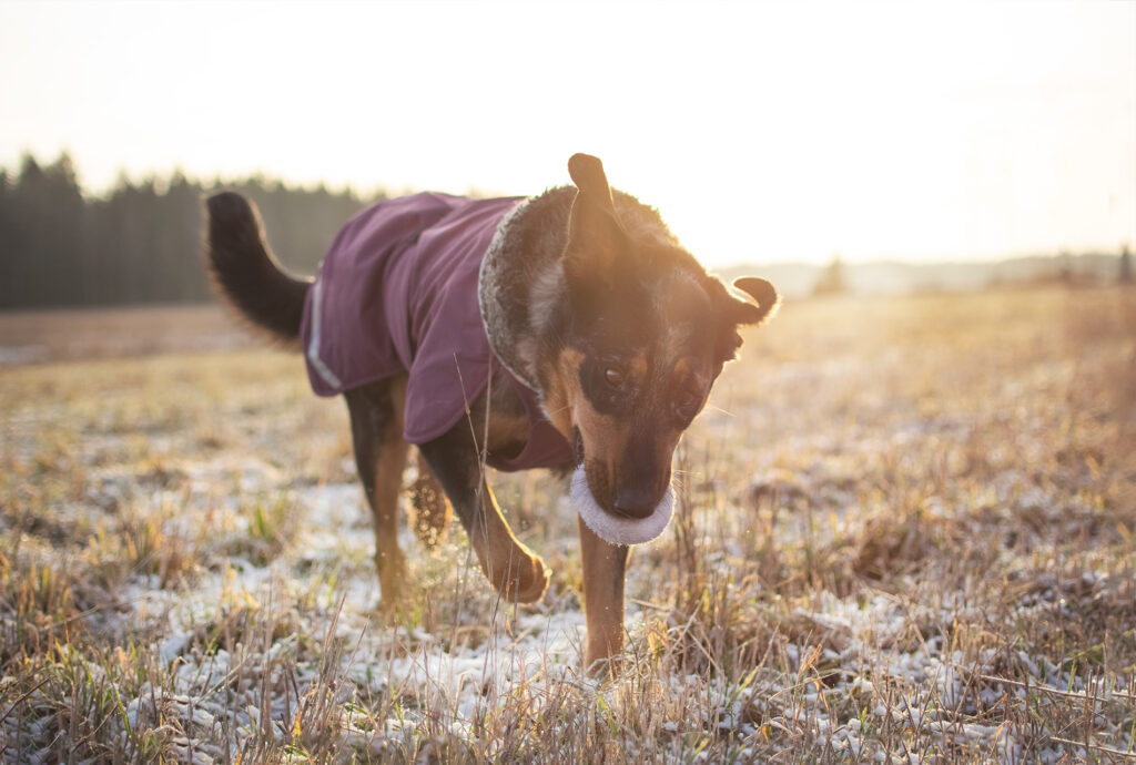 Waarom een hondenjas, heeft mijn hond dat nodig?