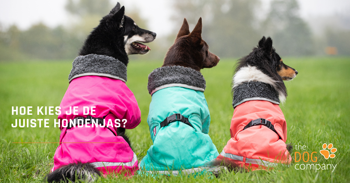 Hoe kies je de juiste hondenjas?