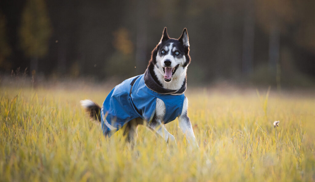 KevytPomppa hondenjas Husky