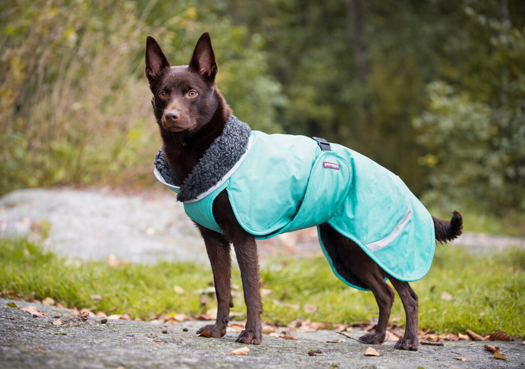 ToppaPomppa hondenjas Kelpie