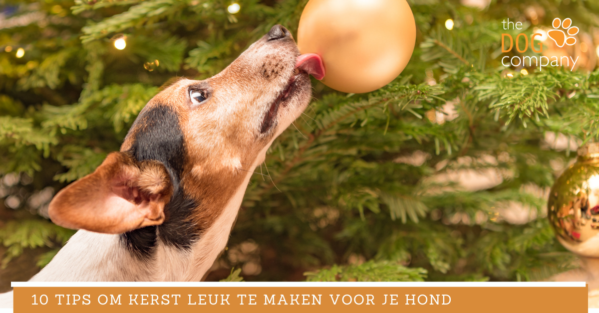 10 tips om kerst leuk te maken voor je hond