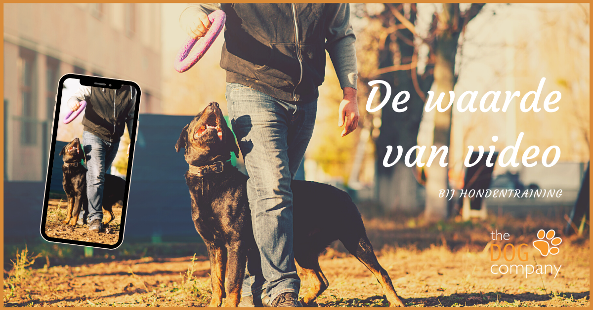 De waarde van video bij hondentraining