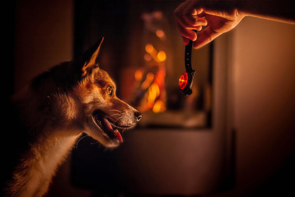 Orbiloc Dog Dual LED kerst