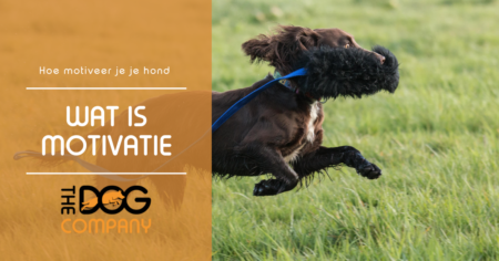 Dog Company Blog website template 2