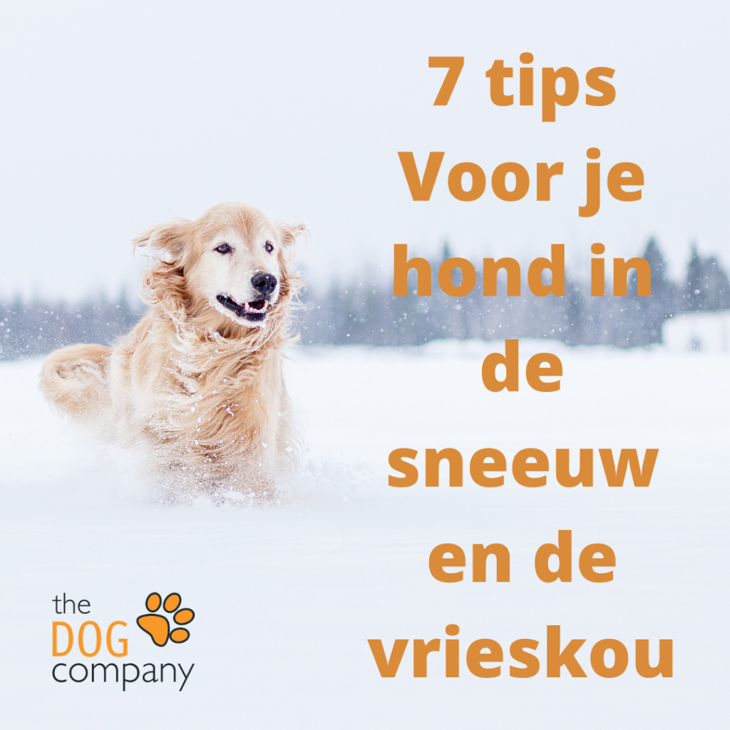 7 tips Voor je hond in de sneeuw en de vrieskou - Insta