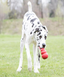 KONG Classic 17 Classic KONG