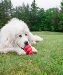 KONG Classic 19 Classic KONG