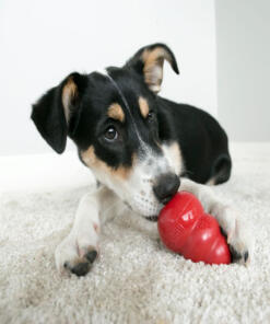 KONG Classic 20 Classic KONG