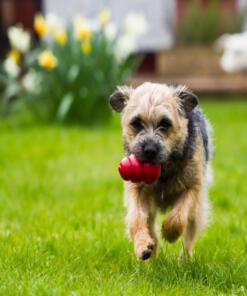 KONG Classic 21 Classic KONG