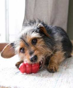 KONG Classic 22 Classic KONG