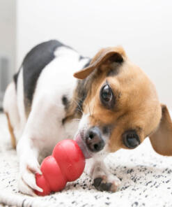 KONG Classic 23 Classic KONG