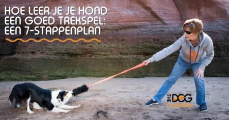 Hoe leer je je hond een goed trekspel?