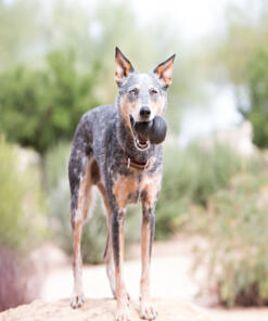 KONG Extreme 13 KONG Extreme